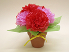 母の日・カーネーションの鉢植え